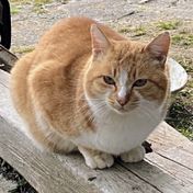 記事の作成者のA.W.のアイコン